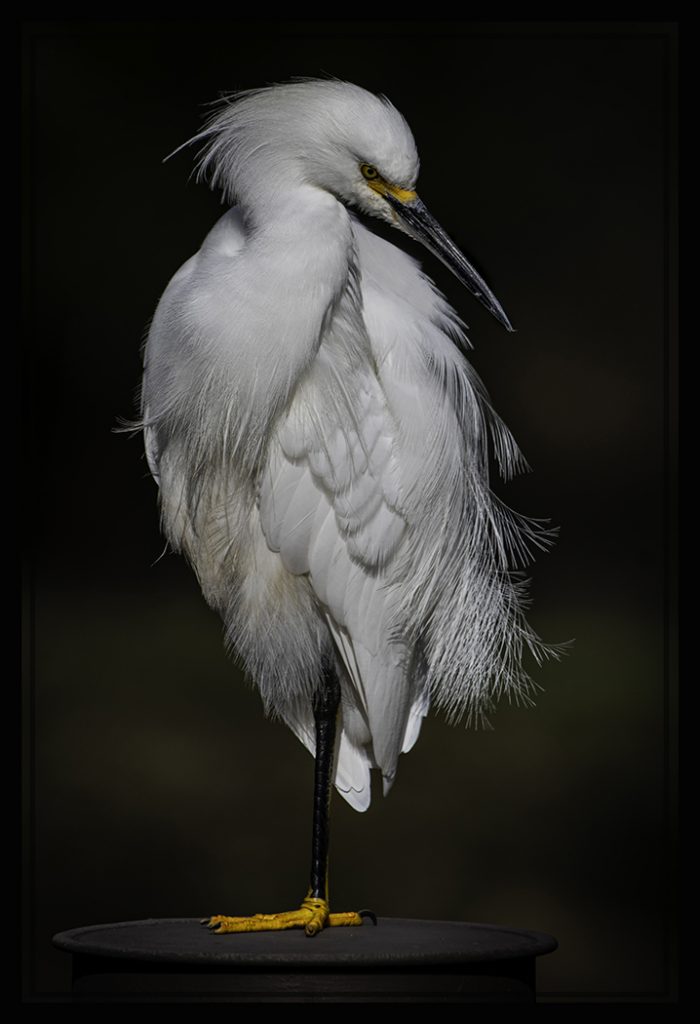 Snowy On A Pillar - George Peterson